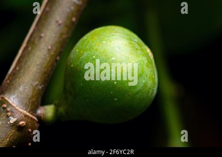 Young Tin Fruits, Fig Fruits, fruit from heaven, in shallow focus. The Scientific name of this fruits is Ficus carica, a species of flowering plant in Stock Photo