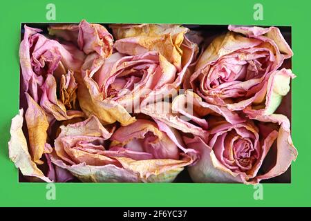 Dried rose petals in a green box Stock Photo