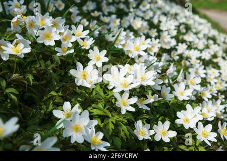 Wood anenomes in flower on a sunny bank in spring Stock Photo