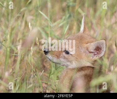 Coyote (Canis latrans) puppy, Sacramento County California USA Stock Photo