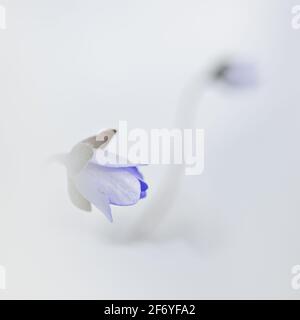 Flower Anemone hepatica in the snow Stock Photo