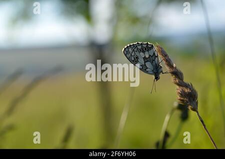 Marbled white, black and white butterfly in the wild, on a plant, close up, macro, closed wings, natural background. Stock Photo