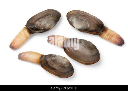 Fresh raw alive soft shell clams, an edible saltwater clam, isolated on white background Stock Photo