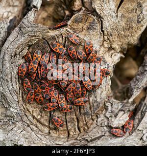 Accumulation of fire bugs (Pyrrhocoris apterus) on the trunk of a lime tree Stock Photo