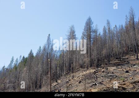 Burnt trees in a forest in northern California being cleared out after a wildfire. Stock Photo