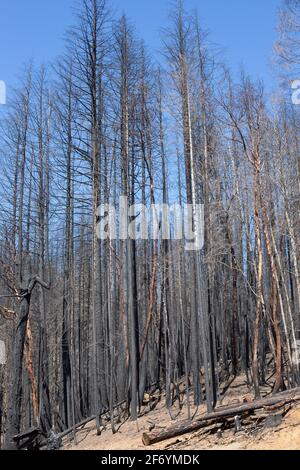 Burnt trees in a forest in northern California after a wildfire. Stock Photo