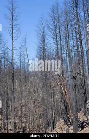 Burnt trees in a forest in northern California after a wildfire. Stock Photo