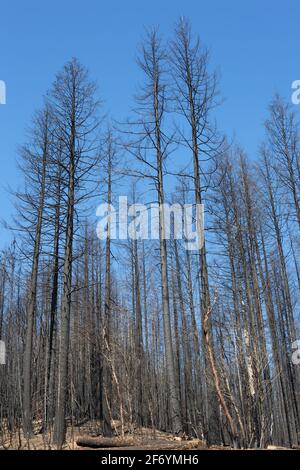 Burnt trees in a forest in northern California after a wildfire. Stock Photo
