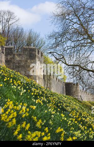 York, UK. 3rd April 2021. Spring daffodils next to York Walls. Credit: Ed Clews / Alamy Live News. Stock Photo