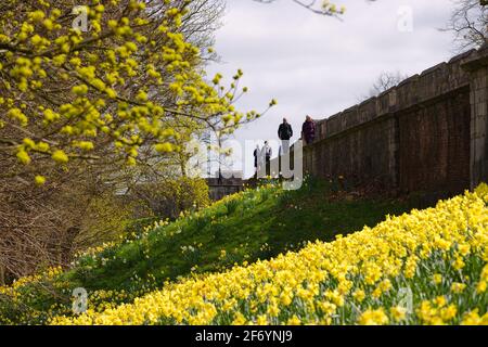 York, UK. 3rd April 2021. Tourists walking on the walls on a crisp afternoon next to spring daffodils. Credit: Ed Clews / Alamy Live News. Stock Photo