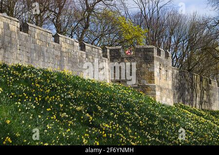 York, UK. 3rd April 2021. Spring daffodils next to York Walls. Credit: Ed Clews / Alamy Live News. Stock Photo