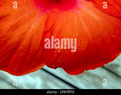 A gentle Missouri rainfall left drops of water resting delicately on the pretty orange flower petals. This extreme close up offers a defocused effect Stock Photo