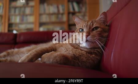 Ginger Tabby Cat Lies Down on Red Sofa with Eyes Open. Cute Orange Cat Rests on Couch in Living Room. Stock Photo