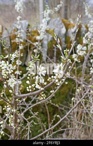 White Blossom on Wild Cherry Tree Stock Photo