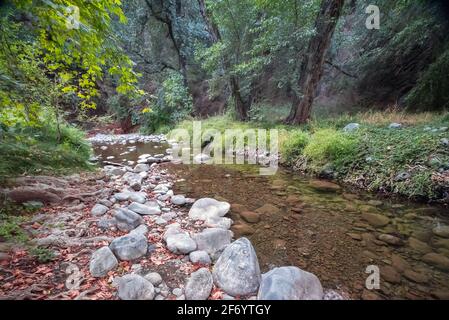 Forest creek. Small river flowing through woods in Paphos forest, Cyprus Stock Photo