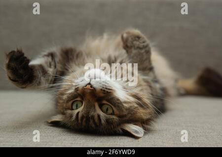 Front view of cute beautiful cat resting in her dreams Stock Photo