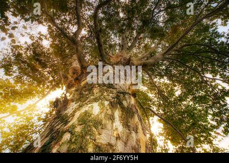 Forest bathing beneath a towering American Sycamore Tree (Platanus occidentalis), Lake St. Clair Metropark, MI Stock Photo