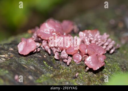 Purple jellydisc fungus (Ascocoryne sarcoides). Sussex, UK. Stock Photo