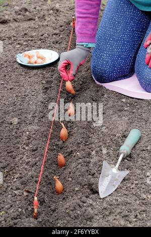 Woman planting shallots. Direct sowing of a set of 'Longor' banana shallots in a vegetable garden. UK Stock Photo