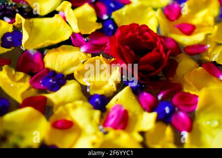 Various colored flower petals background on water. Used selective focus. Stock Photo