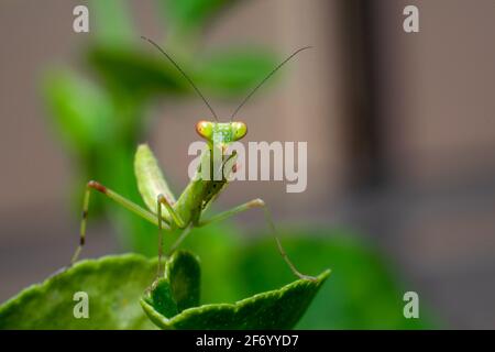 Green colored Praying mantis on the edge of plant leaf and looking front. Used selective focus. Stock Photo