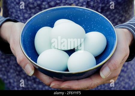Woman holding chicken eggs with natural blue shells in blue bowl. UK Stock Photo