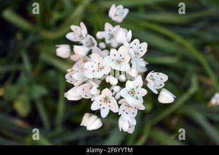 Allium ursinum, known as wild garlic, ramsons, buckrams, broad-leaved garlic, wood garlic, bear leek or bear's garlic. Stock Photo