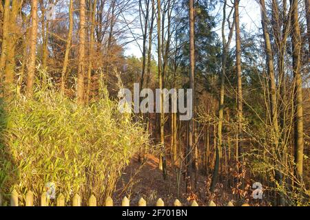 bamboo plant and a blooming forsythia twigs against a forest in the background Stock Photo