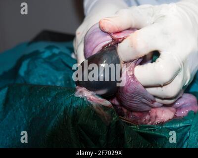 A puppy is born through an incision in the uterus during a cesarean section by a vet Stock Photo