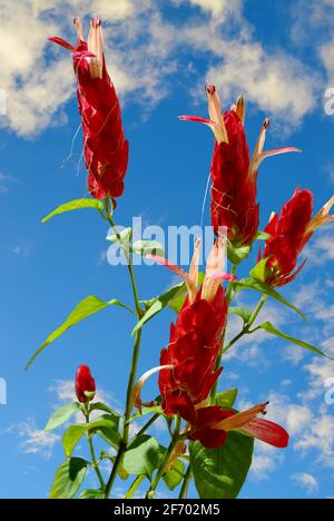 Red shrimp plant Latin name Pachystachys lutea Stock Photo