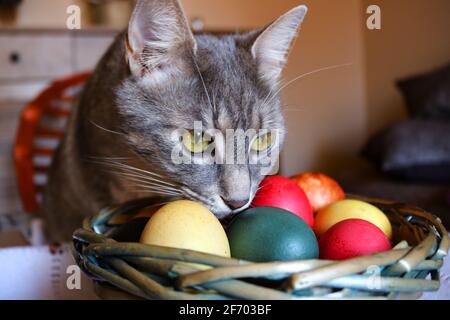 A tabby cat and Easter eggs Stock Photo