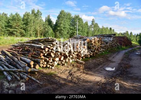 Piled pine tree logs  in forest. Stacks of cut wood. Wood logs, timber logging, industrial destruction. Forests illegal Disappearing. Environmetal con Stock Photo