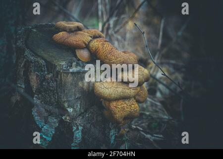 bunch of old wilted parasitic mushrooms growing on cutted birch trunk found in Latvian forest Stock Photo