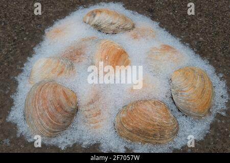 Discarded Clams Emerging From the Melting Snow. Stock Photo