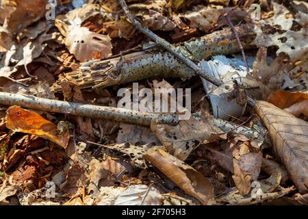 Fallen leaves and broken birch branches on the forest ground in Autumn Stock Photo