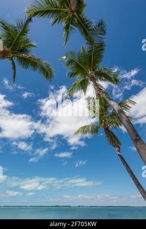 Looking up at multiple palm trees, Key Largo Florida USA Stock Photo