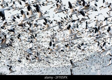 Wintering snow geese in the Skagit Valley of Washington State form a blizzard of black and white on take off filling the frame Stock Photo