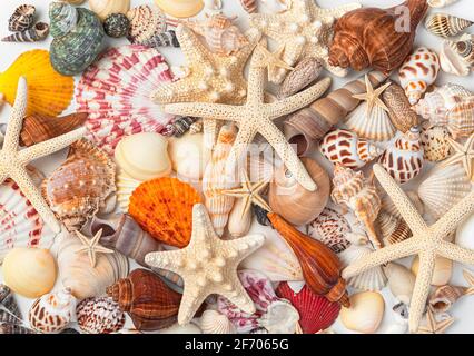 Many different shells and starfish of different shapes and colors. Close-up, top view. Sea background. Stock Photo