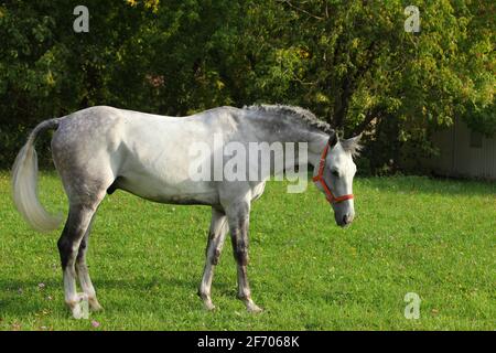 Dressage horse on summer meadow. Equine, beautiful Stock Photo