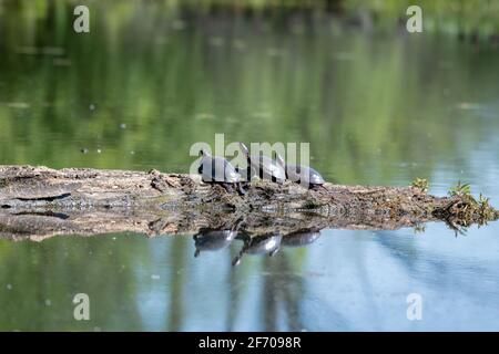 Painted turtles sunning themselves on a log in the middle of a lake in Canada Stock Photo