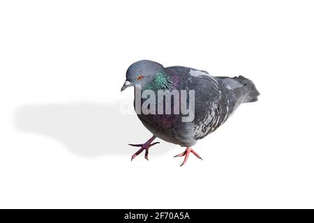 Gray dove with rainbow plumage on neck isolated on white background Stock Photo