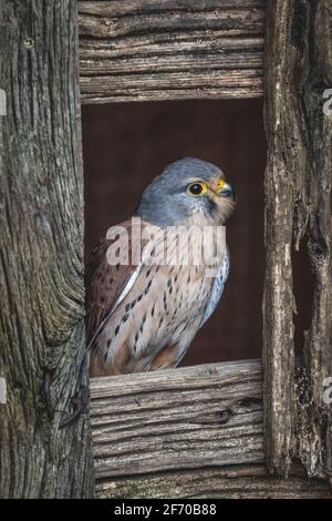 Male adult European Kestrel (Falco tinnunculus) bird of prey photographed in a small barn window. Stock Photo