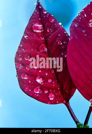 Portrait of red leaf of poinsettia, Euphorbia pulcherrima, with drops from dew in morning Stock Photo