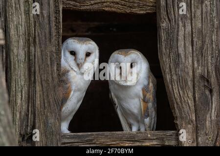 Barn owl perched on a wooden post, showing its heart-shaped face, pale plumage and alert expression against a soft background. Stock Photo
