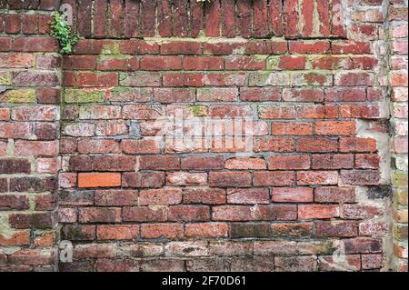 Weathered garden wall with red bricks and green plants on it. Stock Photo