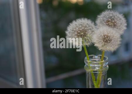 Dandelions in a vase on a white windowsill. Beautiful balloons from seeds against the background of the night outside the window.. Stock Photo