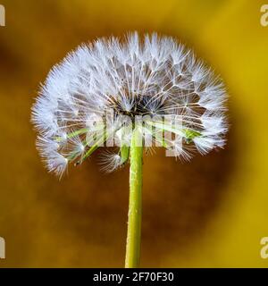 Delicate dandelion clock against an out of focus yellow flower Stock Photo