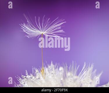 Single dandelion seed balances on a seed head against a purple background Stock Photo