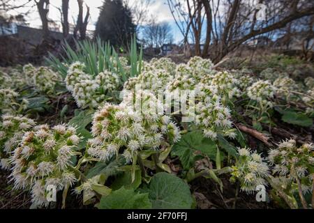 White butterbur (Petasites albus) White butterbur (Petasites albus)