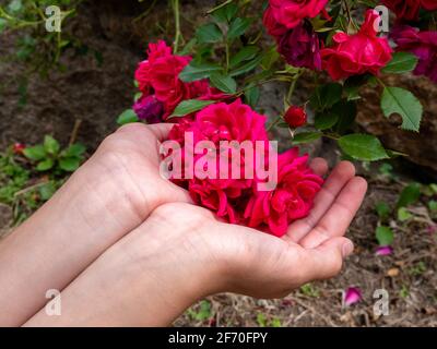 A cluster of beautiful red rose flowers in female palms. Natural floral background outdoors. Stock Photo